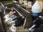 Białogłówka Gumbińska