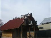 Białogłówka Gumbińska