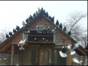 Białogłówka Gumbińska