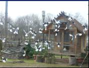 Białogłówka Gumbińska