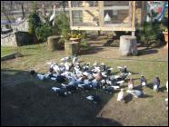 Białogłówka Gumbińska