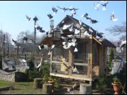 Białogłówka Gumbińska