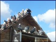 Białogłówka Gumbińska