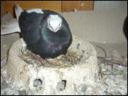 Białogłówka Gumbińska