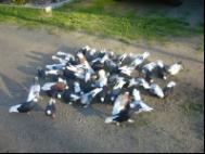 Białogłówka Gumbińska