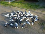 Białogłówka Gumbińska