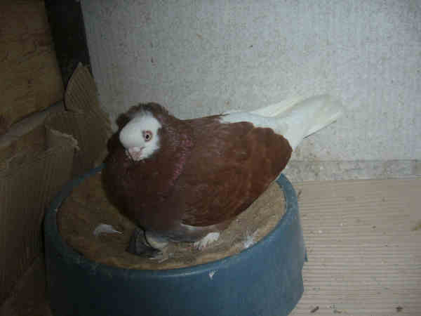 Białogłówka Gumbińska