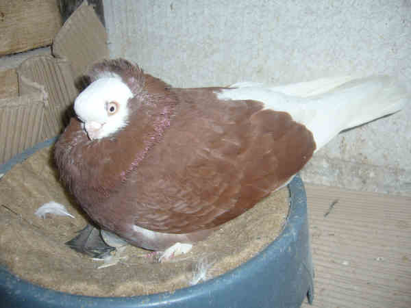 Białogłówka Gumbińska