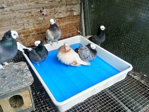 Białogłówka Gdańska