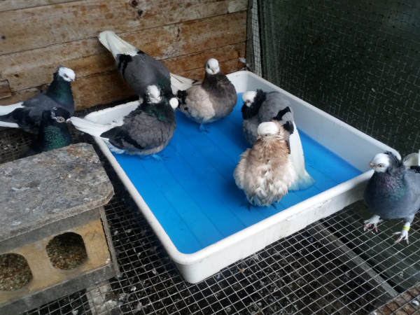 Białogłówka Gdańska