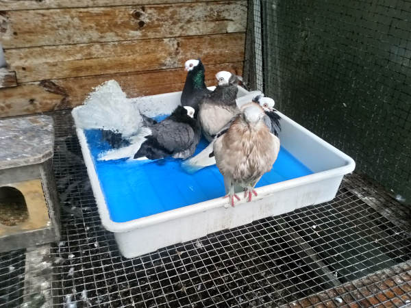 Białogłówka Gdańska