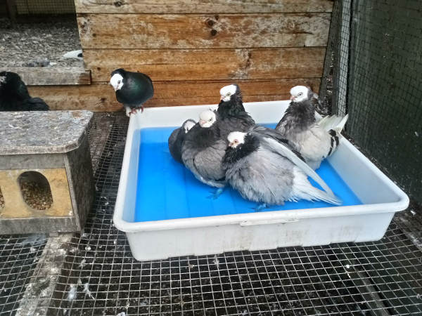 Białogłówka Gdańska