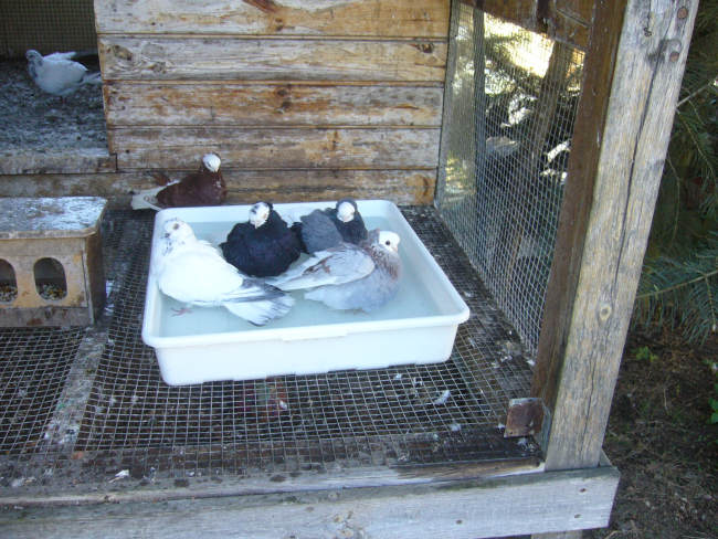 Białogłówka Gdańska