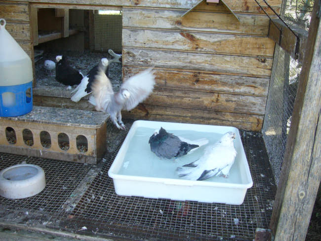 Białogłówka Gdańska