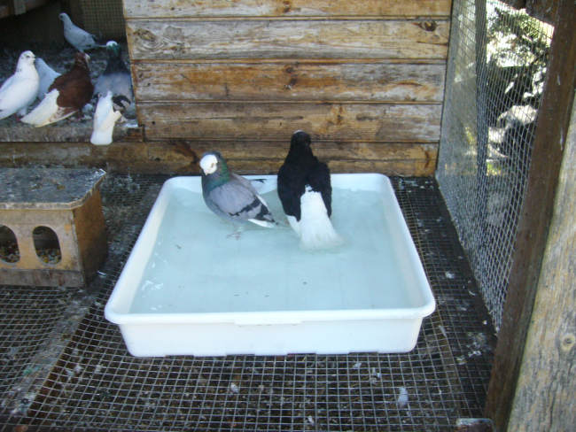 Białogłówka Gdańska