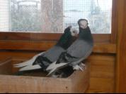 Białogłówka Gómbińska