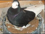 Białogłówka Gómbińska