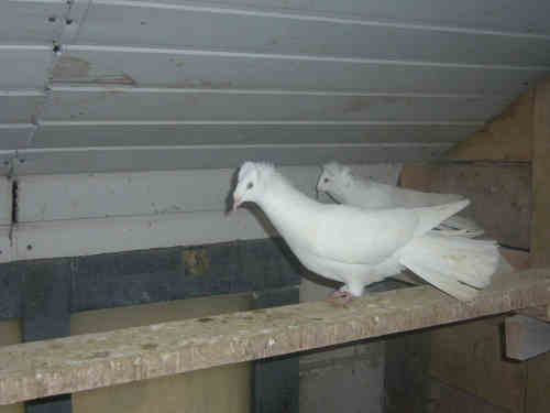 Sokół Gdański i Białogłówka