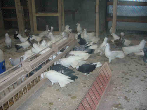 Sokół Gdański i Białogłówka