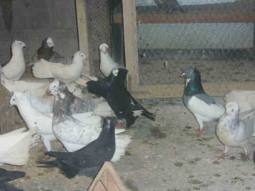 Sokół Gdański i Białogłówka