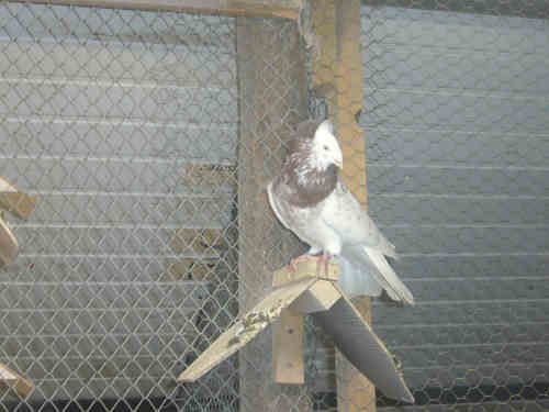 Sokół Gdański i Białogłówka