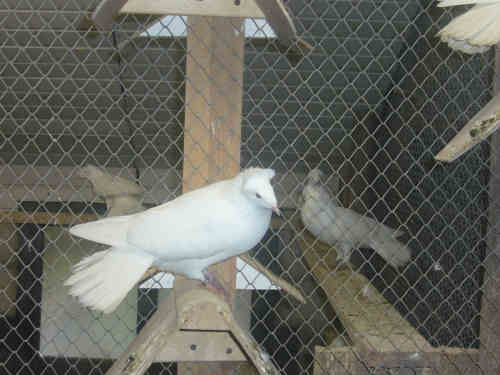 Sokół Gdański i Białogłówka