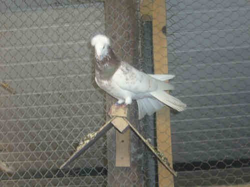 Sokół Gdański i Białogłówka