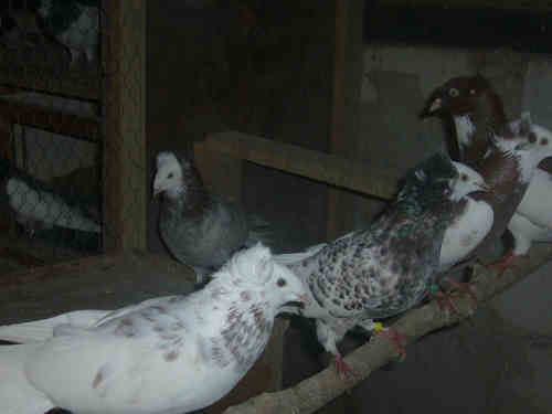 Sokół Gdański i Białogłówka