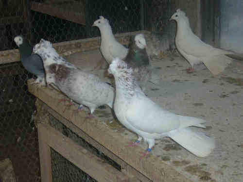 Sokół Gdański i Białogłówka