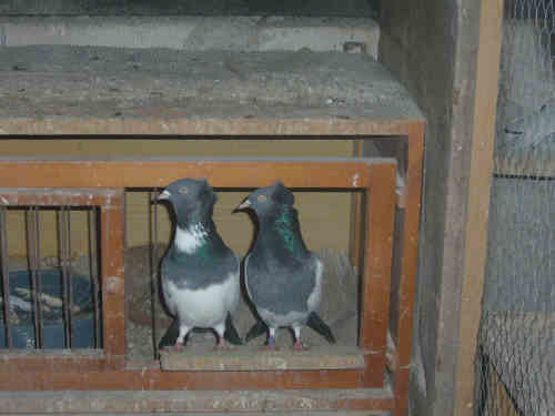 Sokół Gdański i Białogłówka