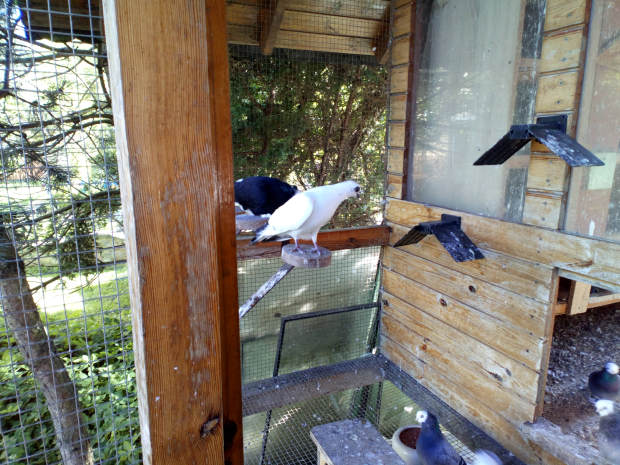 Białogłówka Gąbińska 