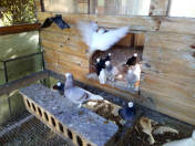 Białogłówka Gumbińska